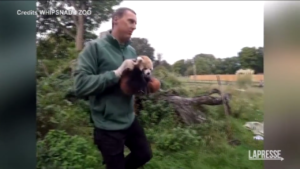 Regno Unito, la prima visita medica di due cuccioli di panda rosso