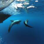 Ischia, tornano i grampi nel golfo: è specie di delfini in pericolo