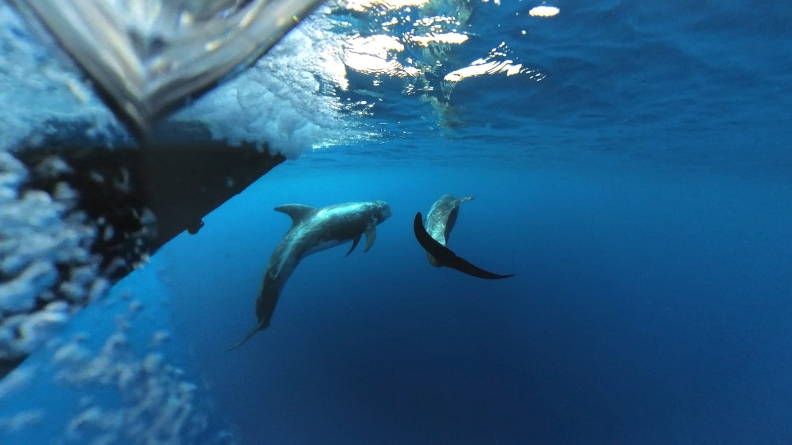 Ischia, tornano i grampi nel golfo: è specie di delfini in pericolo