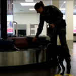 Pisa, arrestato in aeroporto per traffico droga