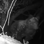 Orsa Amarena, i cuccioli ripresi in video notturno: “Stanno bene”