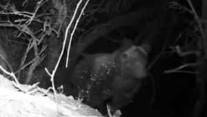 Orsa Amarena, i cuccioli ripresi in video notturno: “Stanno bene”