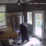 Usa, orso sorpreso a rubare lasagne in una cucina