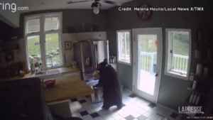 Usa, orso sorpreso a rubare lasagne in una cucina