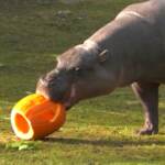 Halloween, a Chicago festeggiano anche gli animali dello zoo