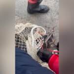 Milano, scoperto e bloccato un cinghiale in Darsena