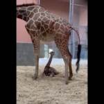 Usa, lo zoo di Oakland festeggia la nascita della giraffa Kendi