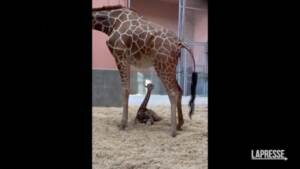 Usa, lo zoo di Oakland festeggia la nascita della giraffa Kendi