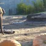Usa, elefanti dello zoo giocano con le zucche giganti