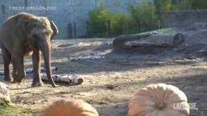 Usa, elefanti dello zoo giocano con le zucche giganti