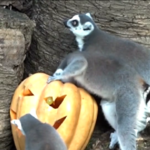 Zucche di Halloween per tigri e lemuri allo zoo di Roma
