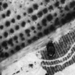 Israele, carri armati entrano di nuovo a Gaza: le immagini diffuse dall’esercito