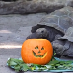 Usa, zucche di Halloween per le tartarughe dello zoo