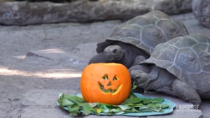Usa, zucche di Halloween per le tartarughe dello zoo