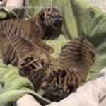 Usa, lo zoo di Nashville dà il benvenuto a tre cuccioli di tigre di Sumatra