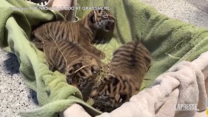 Usa, lo zoo di Nashville dà il benvenuto a tre cuccioli di tigre di Sumatra