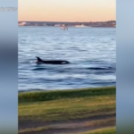 Usa, gruppo di orche nuota davanti alle coste di Seattle