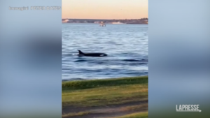Usa, gruppo di orche nuota davanti alle coste di Seattle