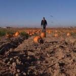 Halloween, in Colorado e New Mexico zucche a rischio per la siccità