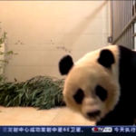 Cina, tornati a casa i panda giganti prestati a un zoo di Washington