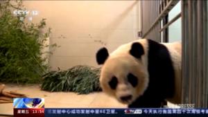 Cina, tornati a casa i panda giganti prestati a un zoo di Washington