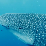 Hawaii, le splendide immagini di uno squalo balena nella baia di Kāne’ohe
