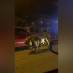 Leone scappa dal circo a Ladispoli, catturato dopo sette ore