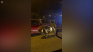 Leone scappa dal circo a Ladispoli, catturato dopo sette ore