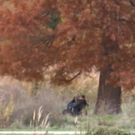 Praga, il riscaldamento globale ritarda l’arrivo dei colori dell’autunno
