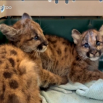 Usa, due cuccioli di leoni di montagna salvati dallo zoo di Oakland