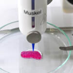 Carne coltivata, il divieto è legge: via libera alla Camera