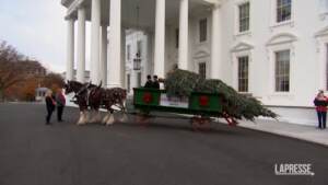 Usa, alla Casa Bianca arriva l’albero di Natale