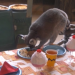 Usa, anche i lemuri festeggiano il Thanksgiving