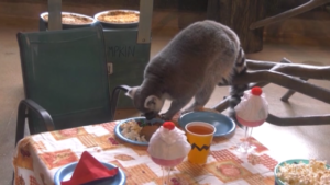 Usa, anche i lemuri festeggiano il Thanksgiving