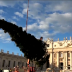 Vaticano, alzato l’albero di Natale in Piazza San Pietro