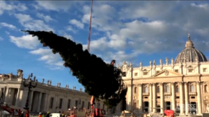 Vaticano, alzato l’albero di Natale in Piazza San Pietro