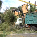 Roma, donna travolta da albero. La rabbia dei cittadini: “Ci voleva il morto”