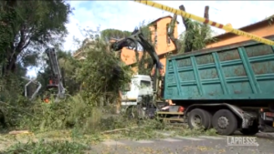 Roma, donna travolta da albero. La rabbia dei cittadini: “Ci voleva il morto”