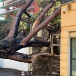 Roma, crolla un altro albero a Monteverde: danneggiata un’abitazione