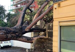 Roma, crolla un altro albero a Monteverde: danneggiata un’abitazione