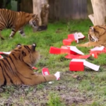 Londra, animali dello zoo giocano con i calendari dell’Avvento