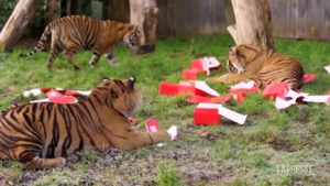 Londra, animali dello zoo giocano con i calendari dell’Avvento