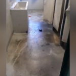Milano, nel Cpr di via Corelli vermi nel cibo e zero igiene: i video agli atti dei pm