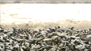 Giappone, migliaia di pesci morti in spiaggia ad Hakodate