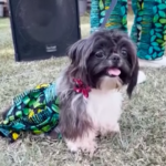 Nigeria, amici a quattrozampe in passerella per il Natale dei cani di Lagos