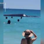 Australia, Perth: balena quasi a riva e i bagnanti si avvicinano