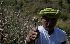 La Birmania è diventata il più grande produttore di oppio al mondo