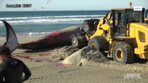 Usa, balenottera trovata morta sulla spiaggia di San Diego
