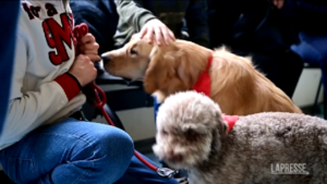 Torino, alla Dental School delle Molinette dog therapy per bambini con disabilità