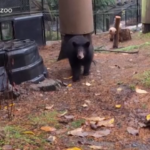 Usa, cuccioli di orso nero trasferiti nello zoo dell’Oregon